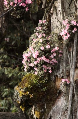 WAWU SHAN - RHODENDRON SPECIES - SICHUAN CHINA - CHINA ALIVE 2011 (6).JPG