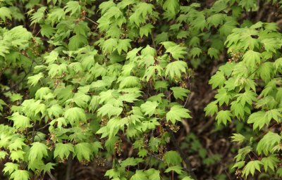 WAWU SHAN MOUNTAIN - ACER SPECIES - CHINESE MAPLE - SICHUAN CHINA (2).JPG