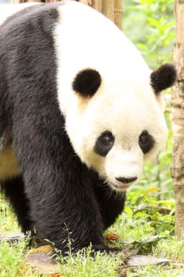 URSID - GIANT PANDA - BIFENGXIA PANDA RESERVE - SICHUAN CHINA (1).JPG