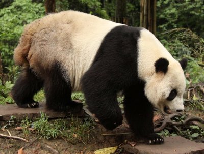 URSID - GIANT PANDA - BIFENGXIA PANDA RESERVE - SICHUAN CHINA (10).JPG