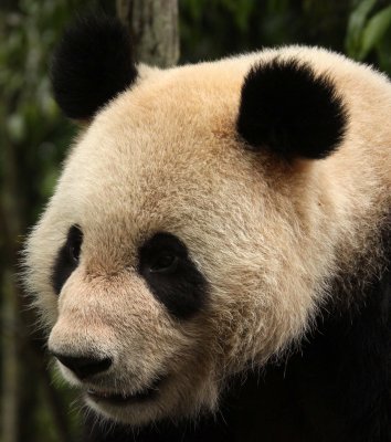 URSID - GIANT PANDA - BIFENGXIA PANDA RESERVE - SICHUAN CHINA (101).JPG