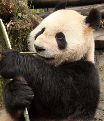 URSID - GIANT PANDA - BIFENGXIA PANDA RESERVE - SICHUAN CHINA (105).JPG