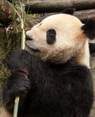 URSID - GIANT PANDA - BIFENGXIA PANDA RESERVE - SICHUAN CHINA (106).JPG