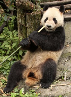 URSID - GIANT PANDA - BIFENGXIA PANDA RESERVE - SICHUAN CHINA (108).JPG