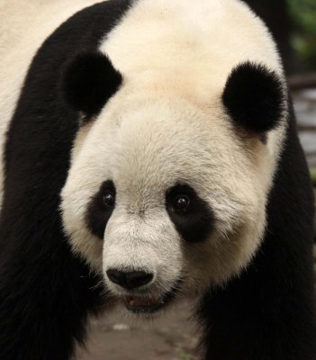 URSID - GIANT PANDA - BIFENGXIA PANDA RESERVE - SICHUAN CHINA (11).JPG
