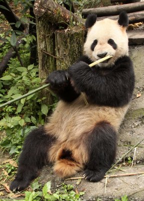 URSID - GIANT PANDA - BIFENGXIA PANDA RESERVE - SICHUAN CHINA (110).JPG