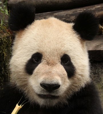 URSID - GIANT PANDA - BIFENGXIA PANDA RESERVE - SICHUAN CHINA (115).JPG