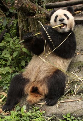 URSID - GIANT PANDA - BIFENGXIA PANDA RESERVE - SICHUAN CHINA (123).JPG