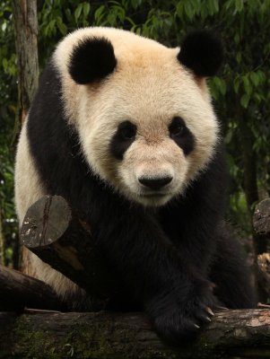 URSID - GIANT PANDA - BIFENGXIA PANDA RESERVE - SICHUAN CHINA (128).JPG