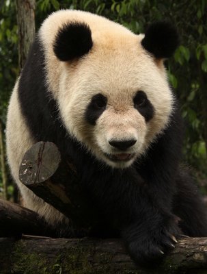 URSID - GIANT PANDA - BIFENGXIA PANDA RESERVE - SICHUAN CHINA (129).JPG