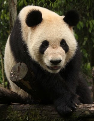 URSID - GIANT PANDA - BIFENGXIA PANDA RESERVE - SICHUAN CHINA (130).JPG