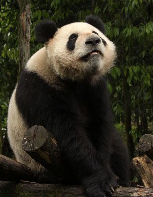 URSID - GIANT PANDA - BIFENGXIA PANDA RESERVE - SICHUAN CHINA (132).JPG