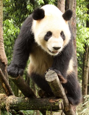 URSID - GIANT PANDA - BIFENGXIA PANDA RESERVE - SICHUAN CHINA (135).JPG