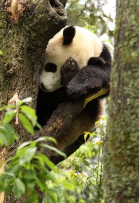 URSID - GIANT PANDA - BIFENGXIA PANDA RESERVE - SICHUAN CHINA (136).JPG