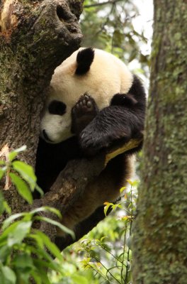 URSID - GIANT PANDA - BIFENGXIA PANDA RESERVE - SICHUAN CHINA (138).JPG