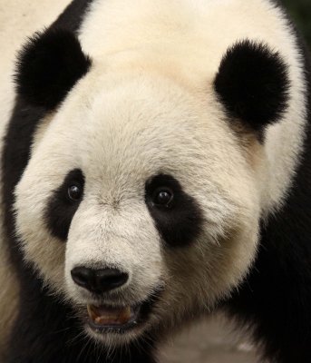 URSID - GIANT PANDA - BIFENGXIA PANDA RESERVE - SICHUAN CHINA (15).JPG