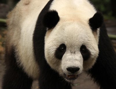 URSID - GIANT PANDA - BIFENGXIA PANDA RESERVE - SICHUAN CHINA (20).JPG