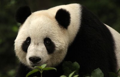 URSID - GIANT PANDA - BIFENGXIA PANDA RESERVE - SICHUAN CHINA (21).JPG