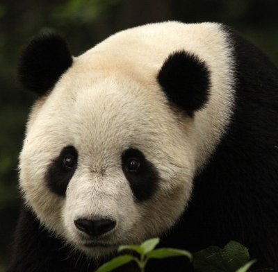 URSID - GIANT PANDA - BIFENGXIA PANDA RESERVE - SICHUAN CHINA (22).JPG