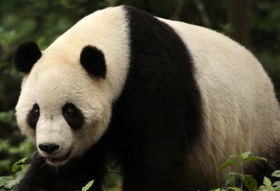 URSID - GIANT PANDA - BIFENGXIA PANDA RESERVE - SICHUAN CHINA (23).JPG