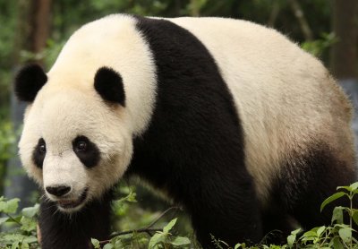 URSID - GIANT PANDA - BIFENGXIA PANDA RESERVE - SICHUAN CHINA (25).JPG