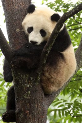URSID - GIANT PANDA - BIFENGXIA PANDA RESERVE - SICHUAN CHINA (26).JPG