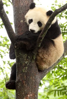 URSID - GIANT PANDA - BIFENGXIA PANDA RESERVE - SICHUAN CHINA (29).JPG