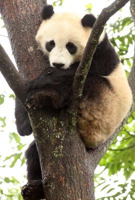 URSID - GIANT PANDA - BIFENGXIA PANDA RESERVE - SICHUAN CHINA (31).JPG