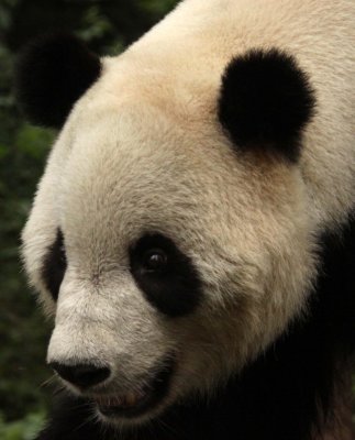 URSID - GIANT PANDA - BIFENGXIA PANDA RESERVE - SICHUAN CHINA (32).JPG