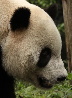 URSID - GIANT PANDA - BIFENGXIA PANDA RESERVE - SICHUAN CHINA (35).JPG