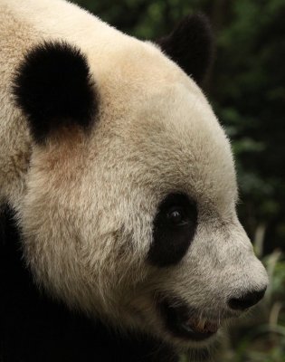 URSID - GIANT PANDA - BIFENGXIA PANDA RESERVE - SICHUAN CHINA (36).JPG