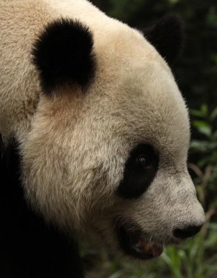 URSID - GIANT PANDA - BIFENGXIA PANDA RESERVE - SICHUAN CHINA (37).JPG