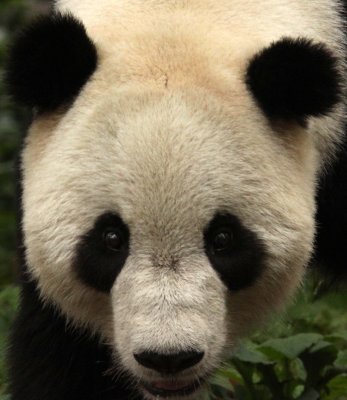 URSID - GIANT PANDA - BIFENGXIA PANDA RESERVE - SICHUAN CHINA (39).JPG