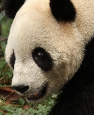 URSID - GIANT PANDA - BIFENGXIA PANDA RESERVE - SICHUAN CHINA (42).JPG