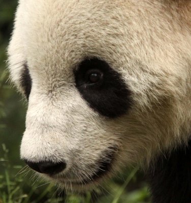 URSID - GIANT PANDA - BIFENGXIA PANDA RESERVE - SICHUAN CHINA (43).JPG
