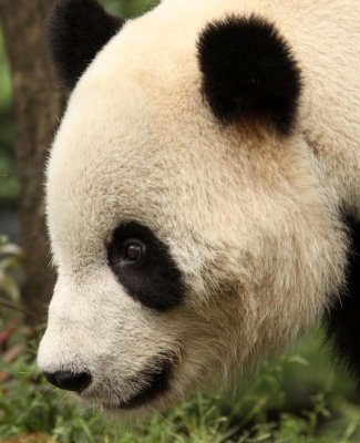 URSID - GIANT PANDA - BIFENGXIA PANDA RESERVE - SICHUAN CHINA (44).JPG