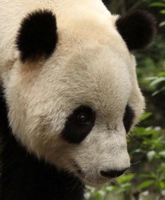 URSID - GIANT PANDA - BIFENGXIA PANDA RESERVE - SICHUAN CHINA (45).JPG