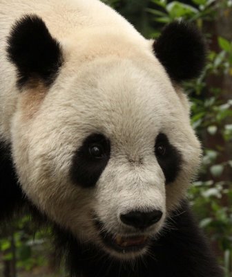URSID - GIANT PANDA - BIFENGXIA PANDA RESERVE - SICHUAN CHINA (47).JPG