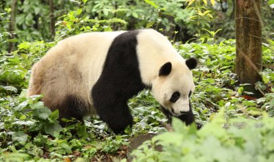 URSID - GIANT PANDA - BIFENGXIA PANDA RESERVE - SICHUAN CHINA (49).JPG