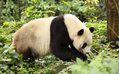 URSID - GIANT PANDA - BIFENGXIA PANDA RESERVE - SICHUAN CHINA (50).JPG