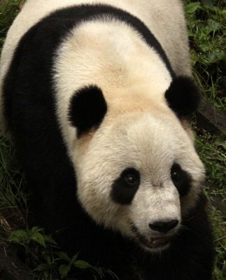 URSID - GIANT PANDA - BIFENGXIA PANDA RESERVE - SICHUAN CHINA (51).JPG