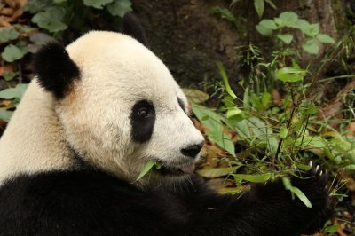 URSID - GIANT PANDA - BIFENGXIA PANDA RESERVE - SICHUAN CHINA (53).JPG