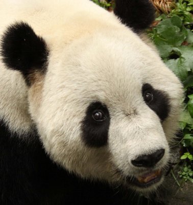 URSID - GIANT PANDA - BIFENGXIA PANDA RESERVE - SICHUAN CHINA (54).JPG