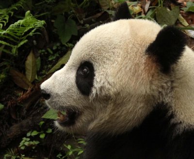 URSID - GIANT PANDA - BIFENGXIA PANDA RESERVE - SICHUAN CHINA (55).JPG