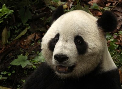 URSID - GIANT PANDA - BIFENGXIA PANDA RESERVE - SICHUAN CHINA (56).JPG