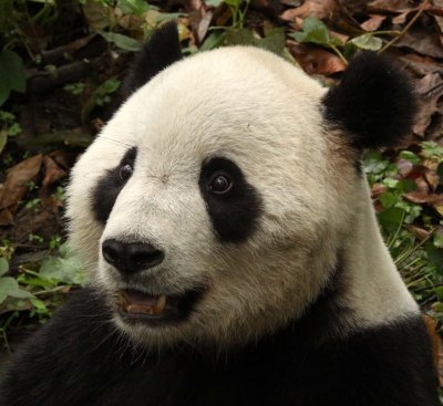 URSID - GIANT PANDA - BIFENGXIA PANDA RESERVE - SICHUAN CHINA (57).JPG