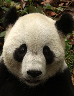 URSID - GIANT PANDA - BIFENGXIA PANDA RESERVE - SICHUAN CHINA (58).JPG