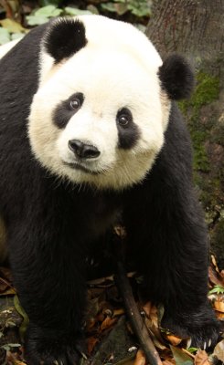 URSID - GIANT PANDA - BIFENGXIA PANDA RESERVE - SICHUAN CHINA (59).JPG