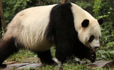 URSID - GIANT PANDA - BIFENGXIA PANDA RESERVE - SICHUAN CHINA (6).JPG