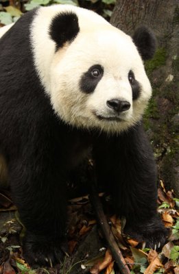 URSID - GIANT PANDA - BIFENGXIA PANDA RESERVE - SICHUAN CHINA (62).JPG